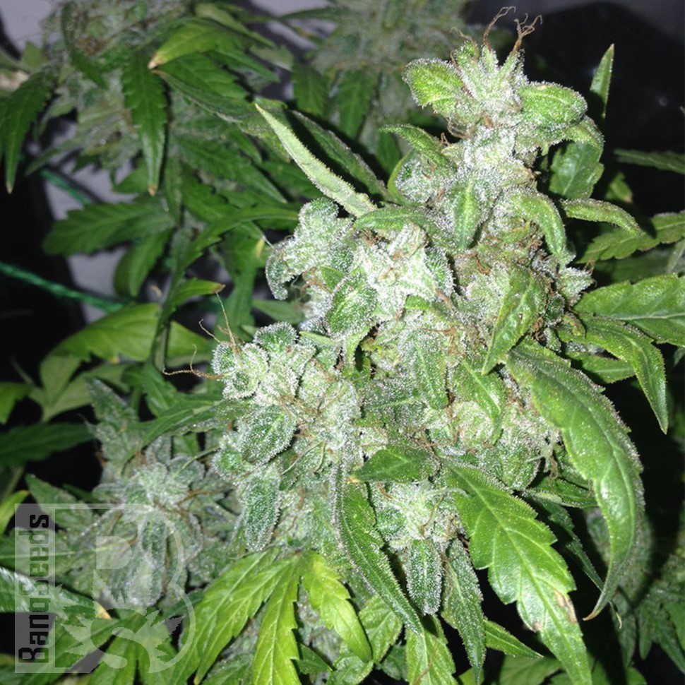 Семена  Auto Lowryder #2 feminised Ganja Seeds