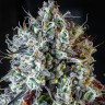 Семена  Auto Lowryder #2 feminised Ganja Seeds