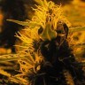 Семена  Auto Lowryder #2 feminised Ganja Seeds