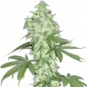 Семена  Auto Lowryder #2 feminised Ganja Seeds
