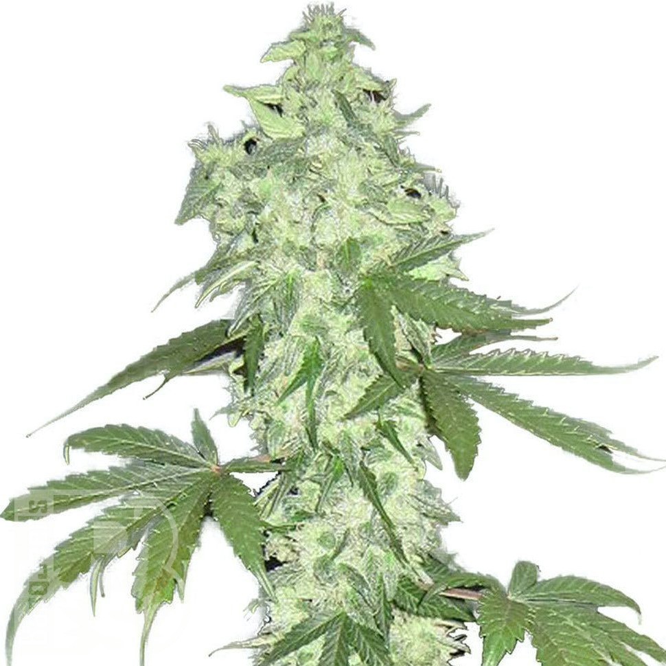 Семена  Auto Lowryder #2 feminised Ganja Seeds