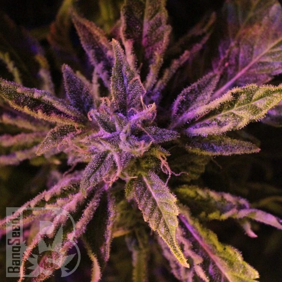 Семена  Auto Lowryder #2 feminised Ganja Seeds