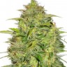 Семена  Auto Lowryder #2 feminised Ganja Seeds