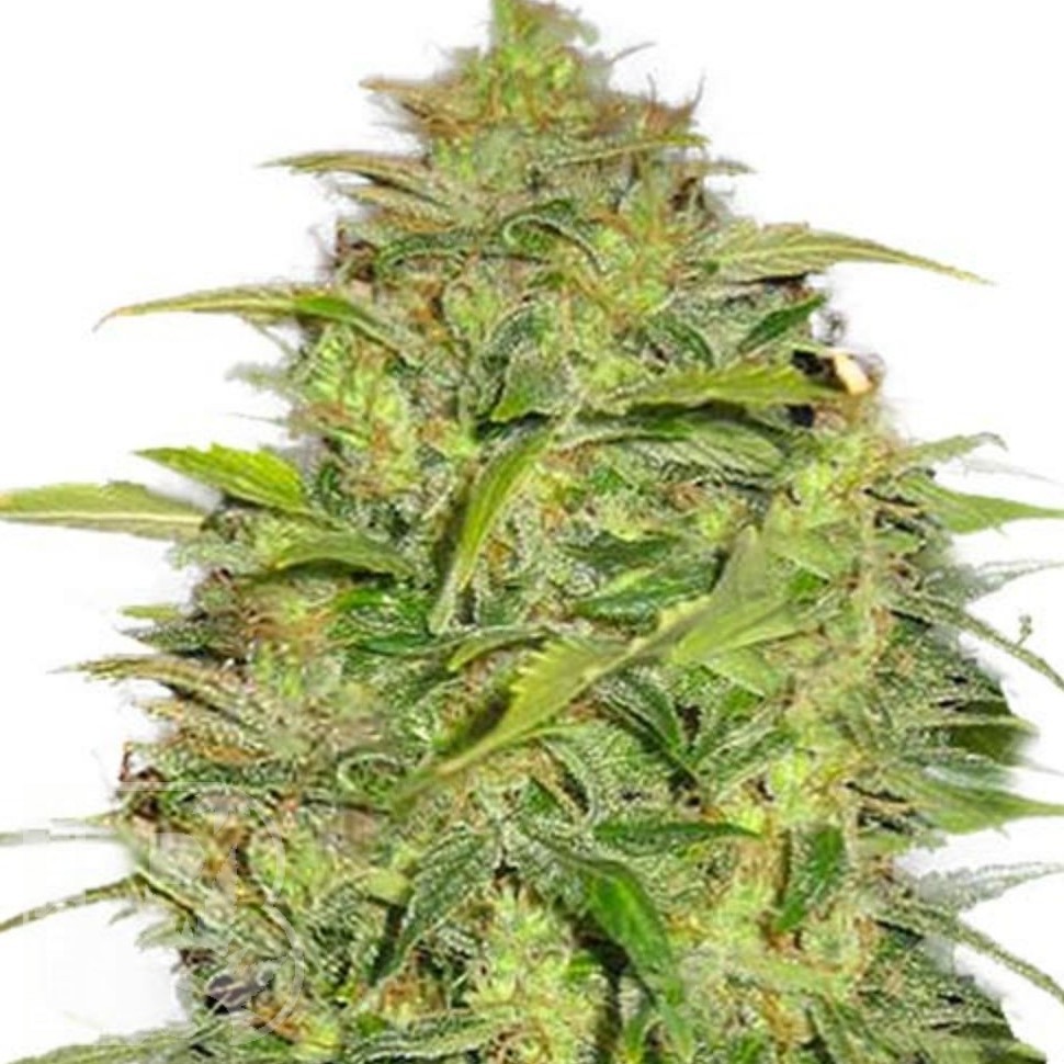Семена  Auto Lowryder #2 feminised Ganja Seeds