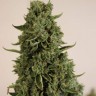 Семена  Auto Lowryder #2 feminised Ganja Seeds