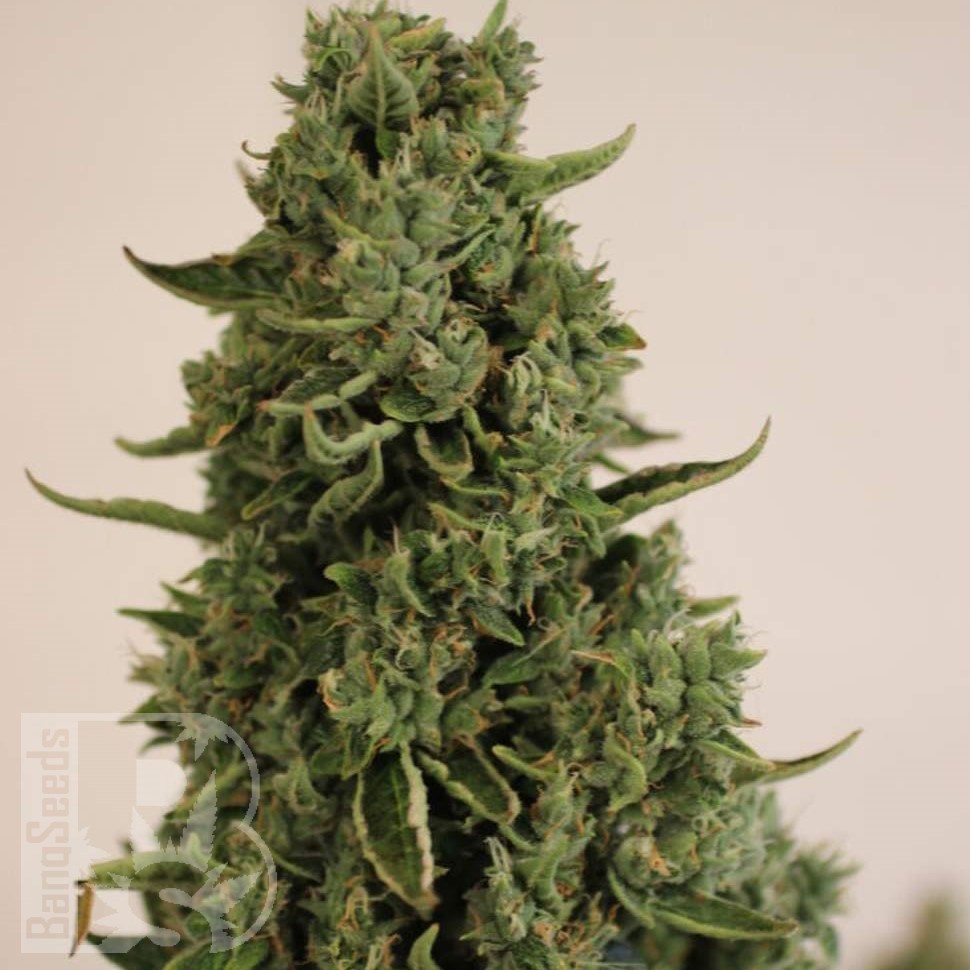 Семена  Auto Lowryder #2 feminised Ganja Seeds