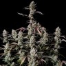 Семена  Auto Lowryder #2 feminised Ganja Seeds