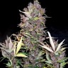 Семена  Auto Lowryder #2 feminised Ganja Seeds