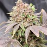 Семена  Auto Lowryder #2 feminised Ganja Seeds