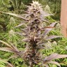 Семена  Auto Lowryder #2 feminised Ganja Seeds