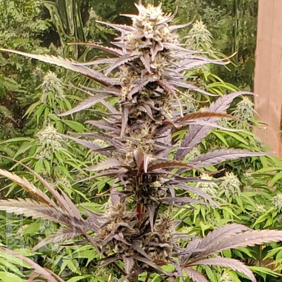 Семена  Auto Lowryder #2 feminised Ganja Seeds