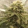 Семена марихуаны  Jack Herer regular Ganja Seeds