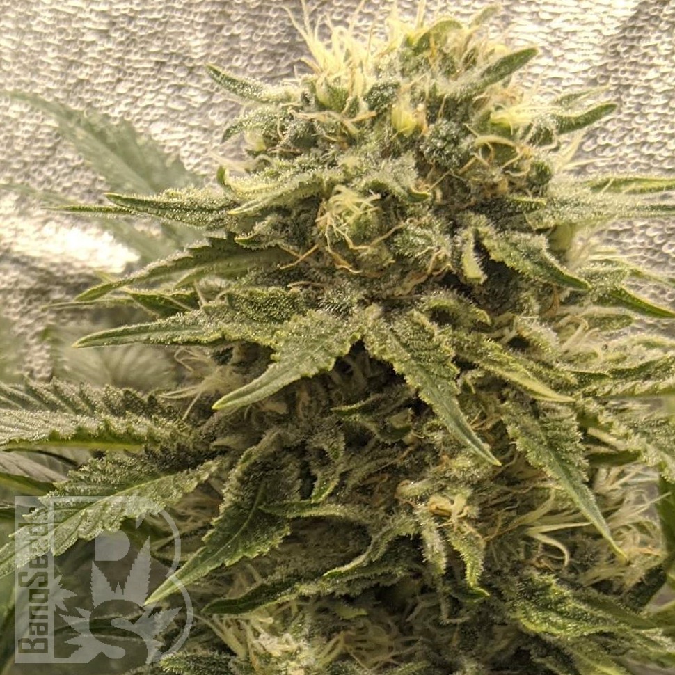Семена марихуаны  Jack Herer regular Ganja Seeds