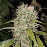 Семена марихуаны  Jack Herer regular Ganja Seeds