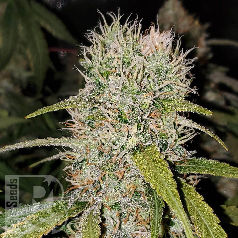 Семена марихуаны  Jack Herer regular Ganja Seeds