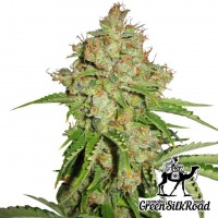 Auto White Russian feminised Green Silk Road Seeds