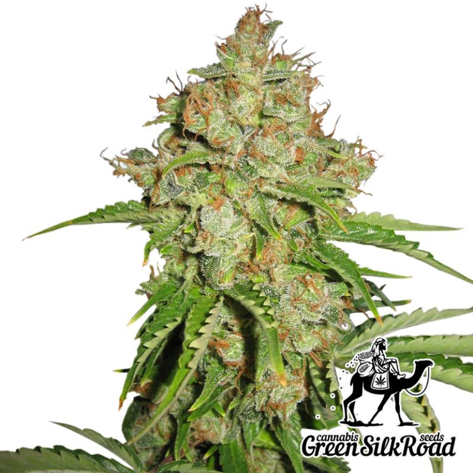 Семена  Auto White Russian feminised Green Silk Road Seeds
