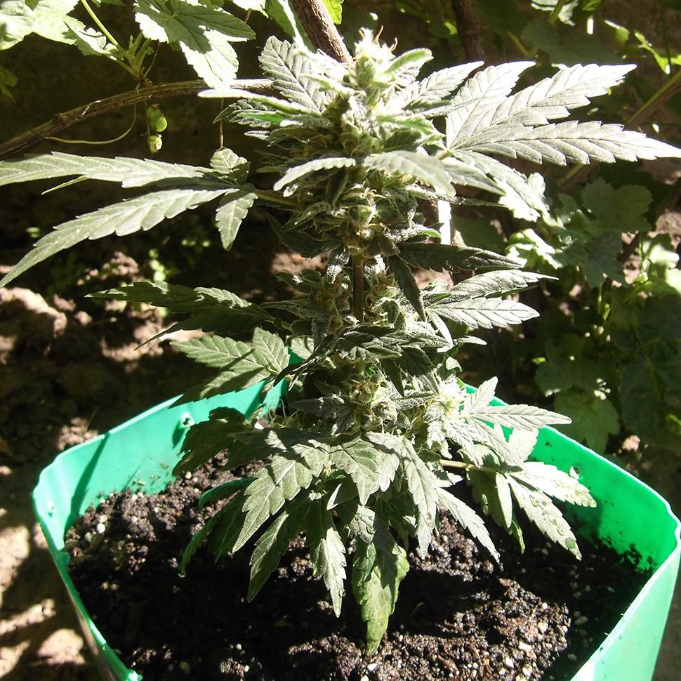 семена конопли гидропоники Auto Betty Boo feminised