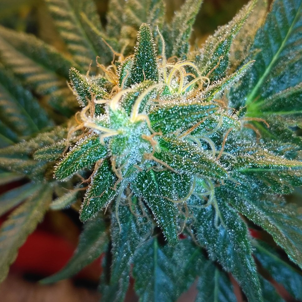 семена индийской конопли Auto Betty Boo feminised