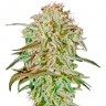 Семена ганжа  AMS feminised Ganja Seeds