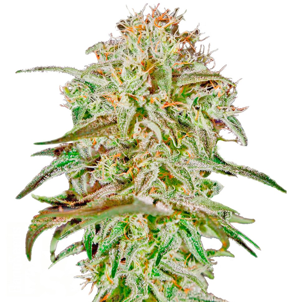 Семена ганжа  AMS feminised Ganja Seeds