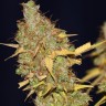 Семена ганжа  AMS feminised Ganja Seeds