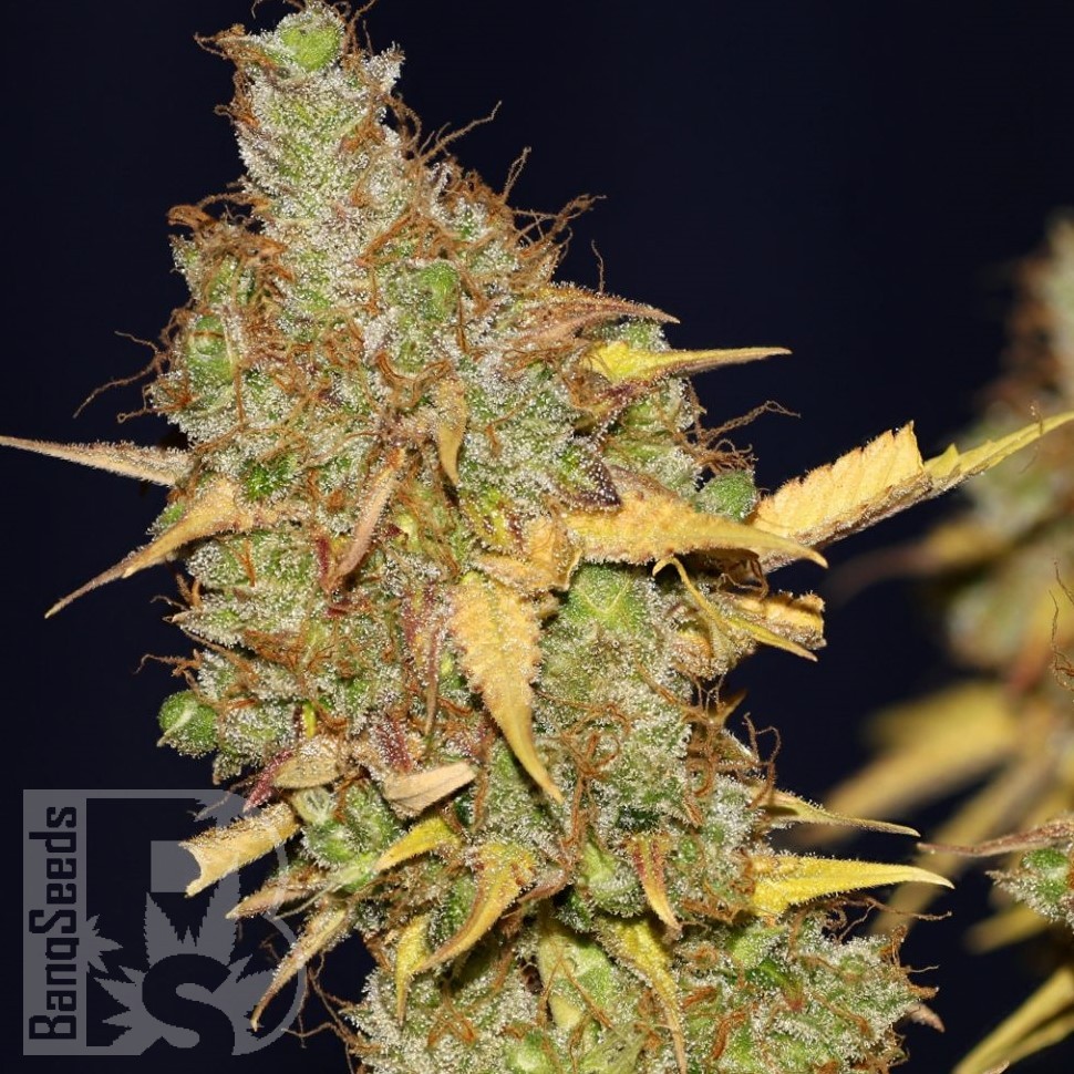 Семена ганжа  AMS feminised Ganja Seeds
