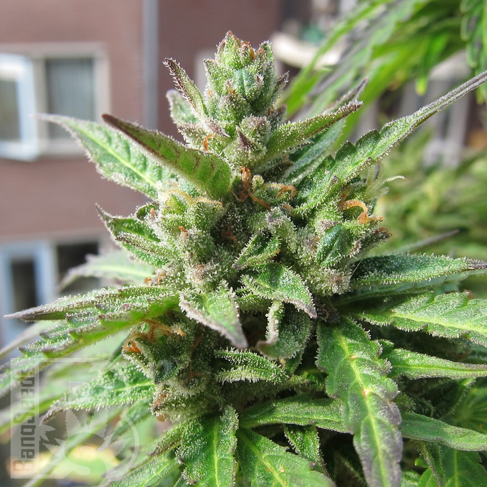 Семена каннабиса  Northern Lights x Skunk feminised Ganja Seeds