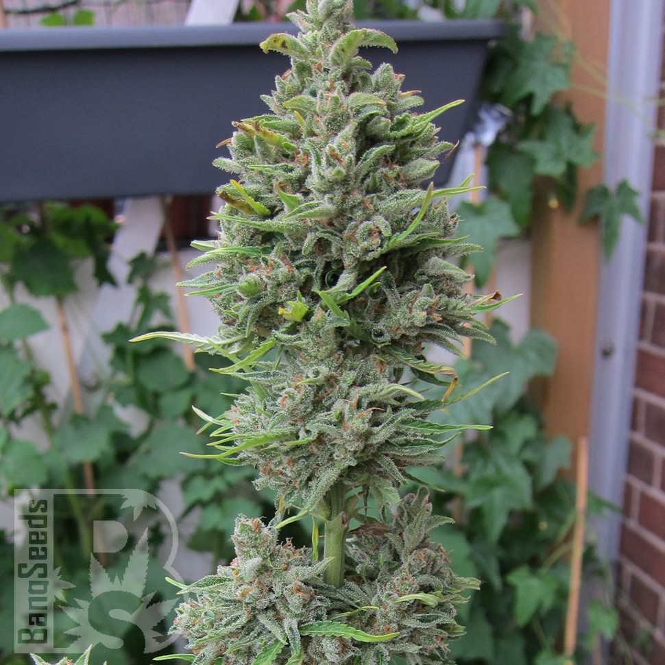 Семена каннабиса  Northern Lights x Skunk feminised Ganja Seeds