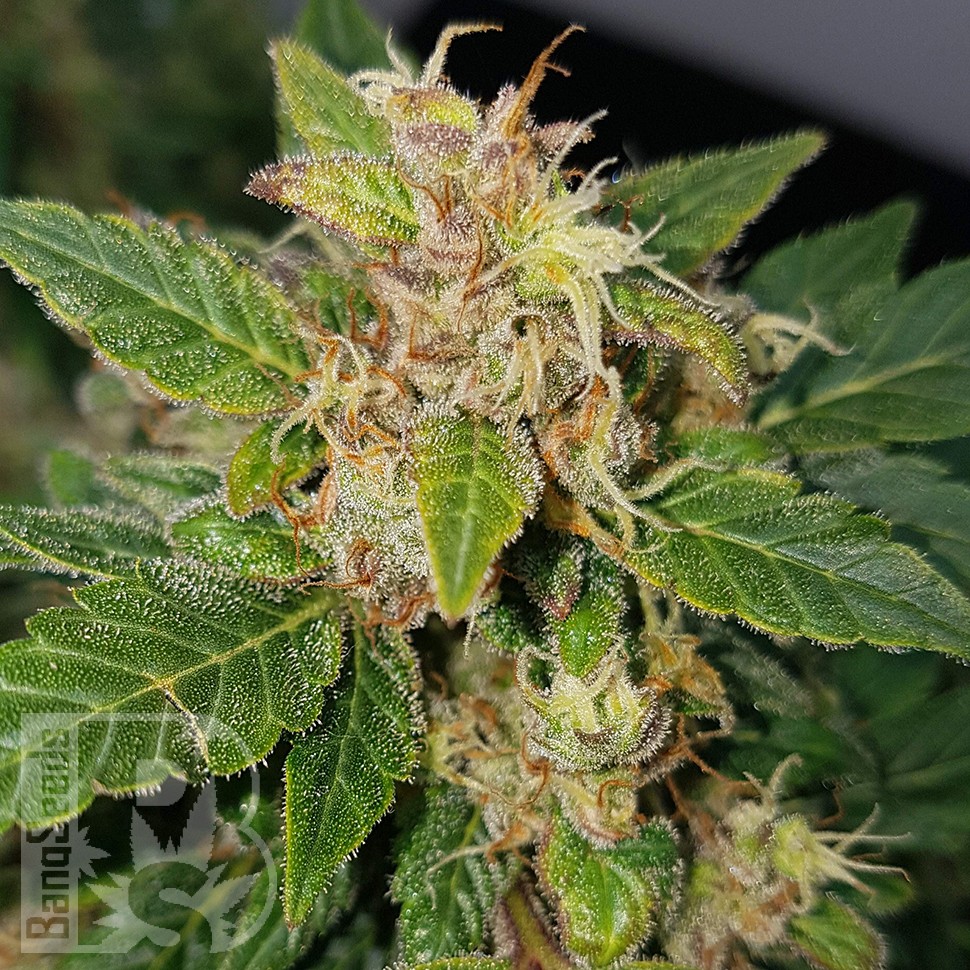 семена конопли Казахстан Auto Big Devil feminised