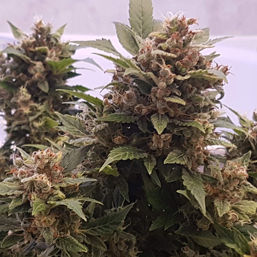 Семена ганжа  Auto Big Devil feminised Ganja Seeds