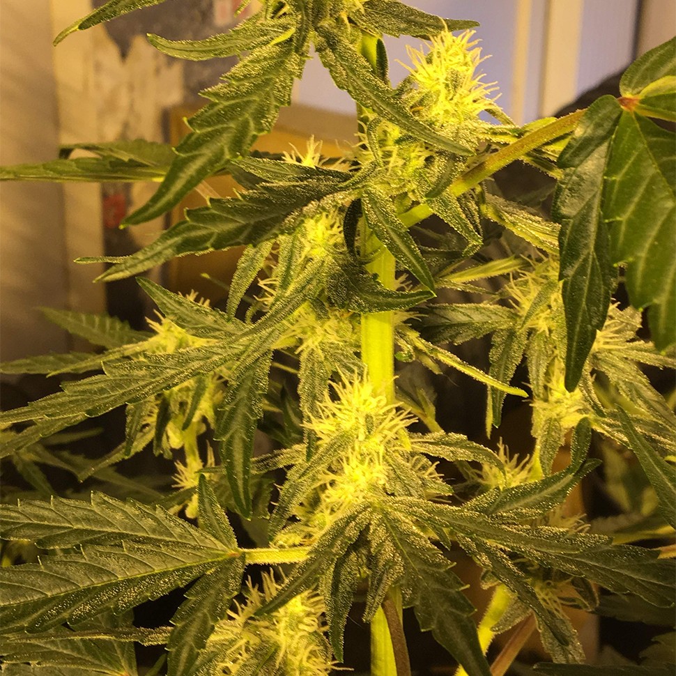 конопля семена сорта заказать Auto Big Devil feminised Ganja Seeds