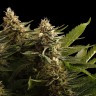 Семена каннабиса  Bubbleberry regular Ganja Seeds