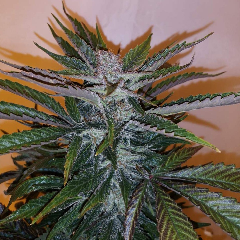 Семена конопли  White russian x White widow (Russian Widow) regular Ganja Seeds