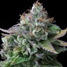 Семена конопли  White russian x White widow (Russian Widow) regular Ganja Seeds