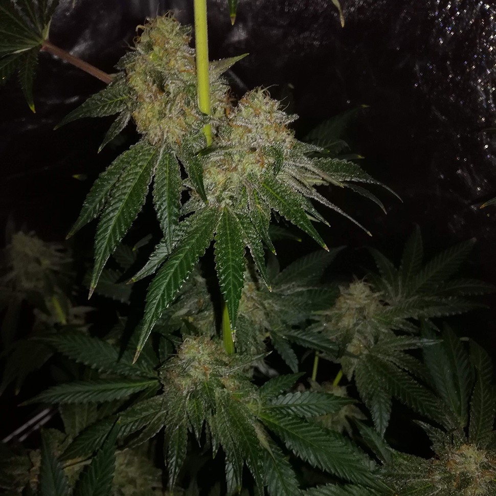 Семена ганжа  Auto OG Kush feminised Victory Seeds