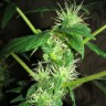 Качественные семена конопли Auto Big Bang feminised Ganja Seeds