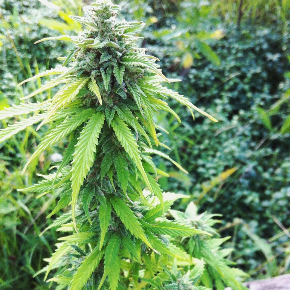 Семена марихуаны  Auto Big Bang feminised Ganja Seeds