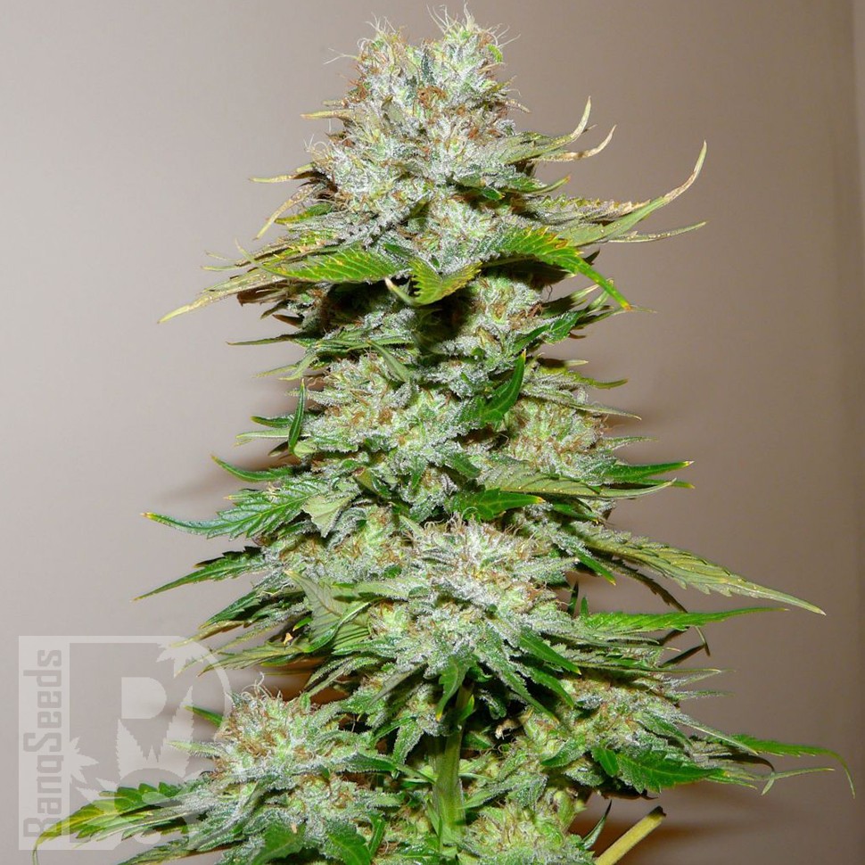 Семена ганжа  Big Bang feminised Ganja Seeds
