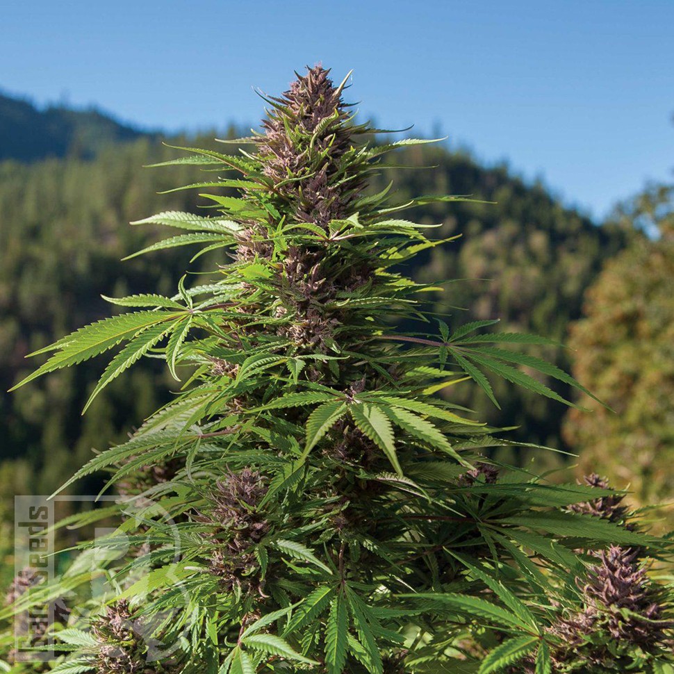 Семена ганжа  Northern Soul feminised Ganja Seeds