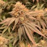 Семена ганжа  Northern Soul feminised Ganja Seeds