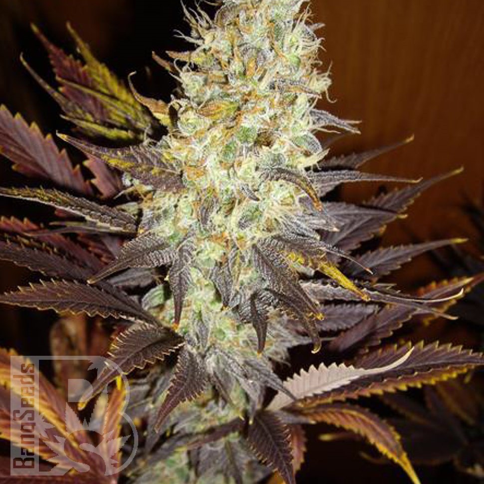 Семена ганжа  Northern Soul feminised Ganja Seeds