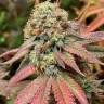 Семена ганжа  Northern Soul feminised Ganja Seeds