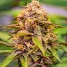 Семена ганжа  Northern Soul feminised Ganja Seeds