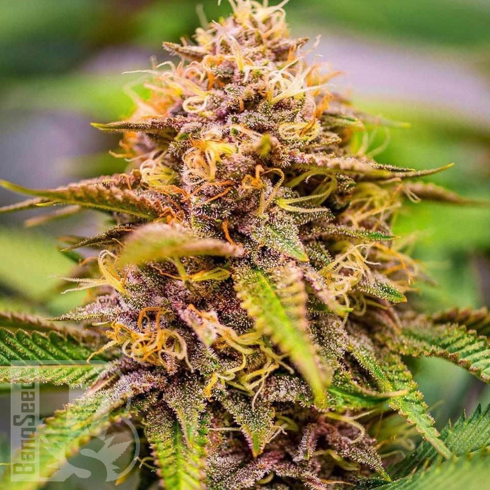 Семена ганжа  Northern Soul feminised Ganja Seeds