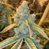 Семена ганжа  Northern Soul feminised Ganja Seeds