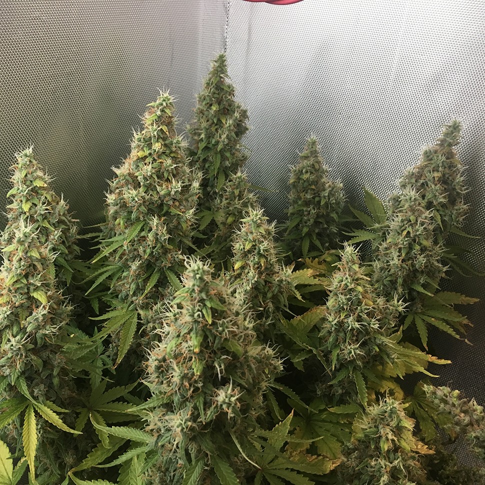 Семена  New York Diesel feminised Ganja Seeds