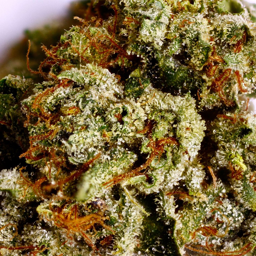 купить семена конопли с доставкой New York Diesel feminised