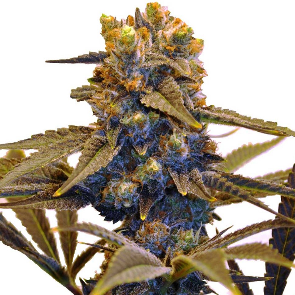 заказать семена конопли New York Diesel feminised