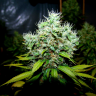 семена конопли элитных сортов New York Diesel regular Ganja Seeds